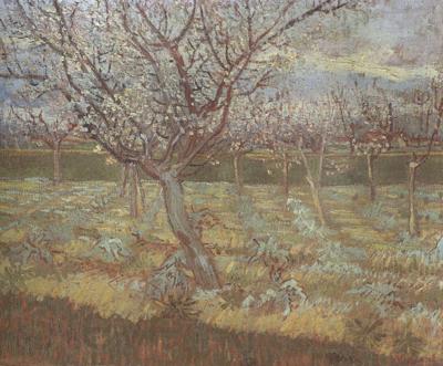 Vincent Van Gogh Apricot Trees in Blossom (nn04) Spain oil painting art